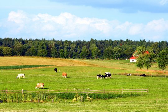 Beautiful summer landscape  with cows and forest