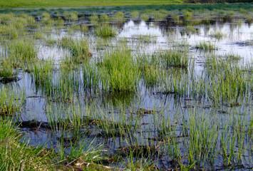 Moor- und Sumpflandschaft