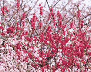 fruit flowers