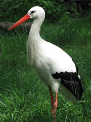 cigogne