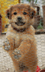 Little dog in a cage - 14243283