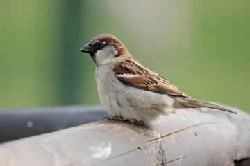 Männlicher Haussperling (Passer domesticus)