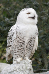 Obraz premium Schnee-Eule (Bubo scandiacus) in ihrem Gehege im Zoo