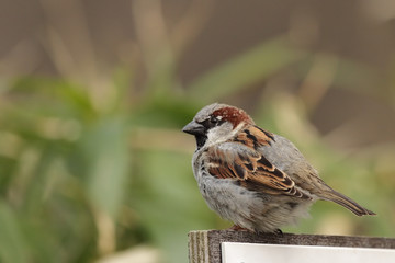 Männlicher Haussperling (Passer domesticus)