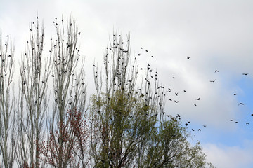 Arboles con estorninos