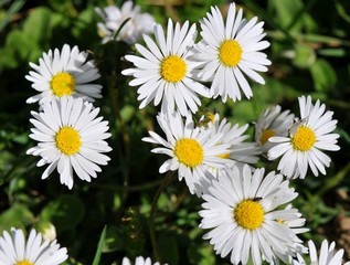 Mehrjäriges Gänseblünchen