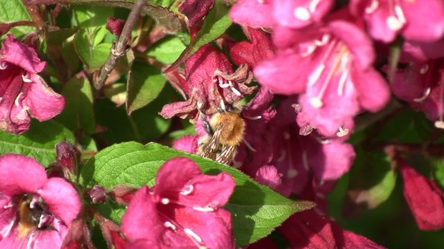 abeilles