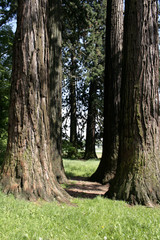 Sequoias