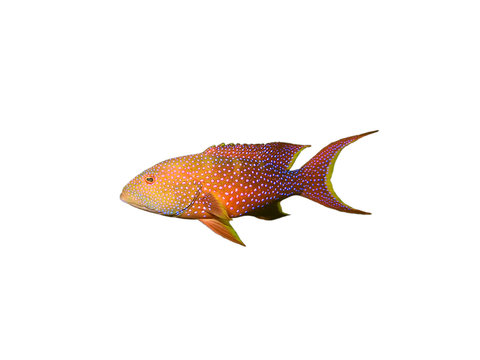 Coral grouper fish on white