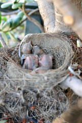 Nest with some Turdus merula chicks