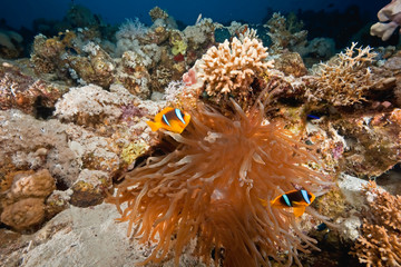 coral and anemonefish