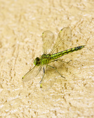 green dragonfly on a wall