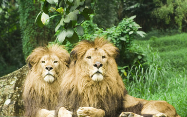 Obraz na płótnie Canvas two lions resting