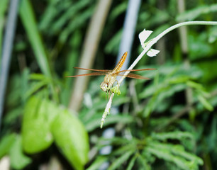 closeup of a dragonfly on a plant