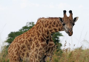Giraffe