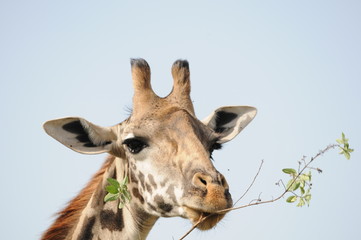 Giraffe