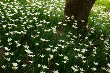 White Flowers