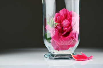 coupe de rose fond gris