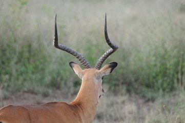 Gazelle