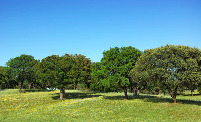 Mediterranic forest at Portugal.