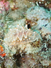 コンペイトウウミウシ