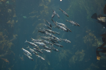 Fototapeta premium Silberfische im Aquarium des Monterey Bay Aquariums