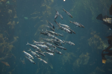 Silberfische im Aquarium des Monterey Bay Aquariums