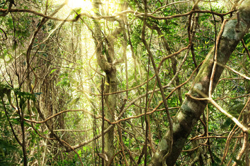 Fototapeta na wymiar morning light in the jungle