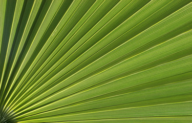Obraz premium Exotic plant