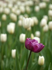 Bed with tulips