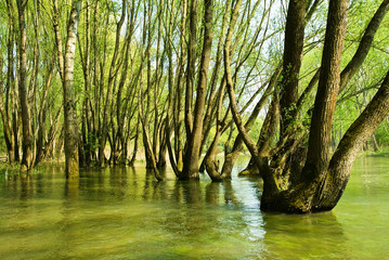 B&auml;ume im Wasser in der Au