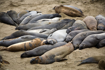 Gruppe von Seelöwen am Strand bei San Simeon, Tiere ruhen