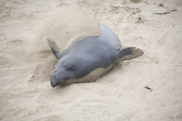 Seelöwen am Strand bei San Simeon, Junge bewirft sich mit Sand