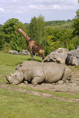 Fototapeta premium Le rhinocéros blanc et la girafe (verticale)