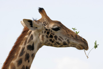 Giraffe