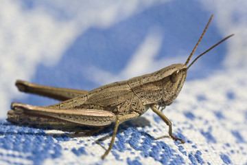 Grasshopper