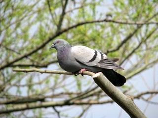 Pigeon dans l'arbre.
