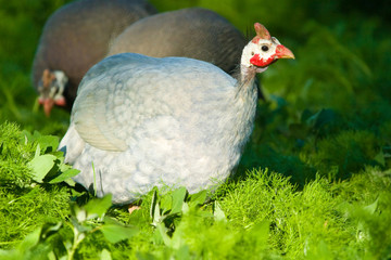 wild bird
