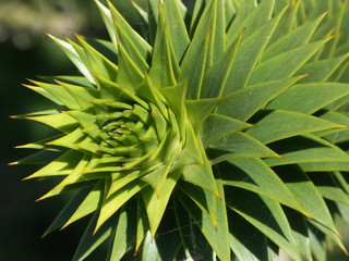 araucania ou le désespoir des singes