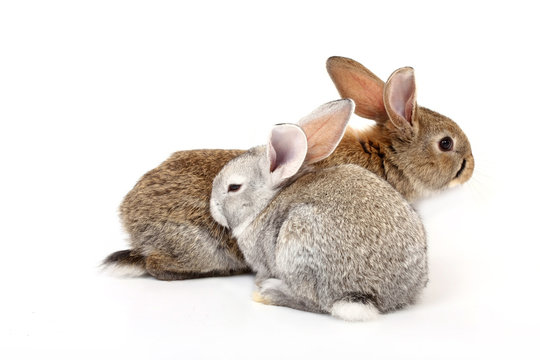 young rabbits