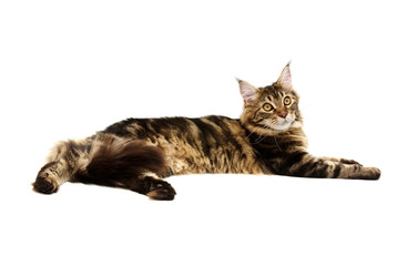maine coon cat against white background