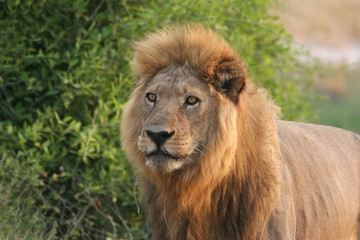 leon de Botswana