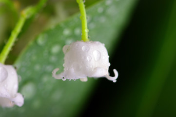 Lily-of-the-valley against a pale green background
