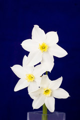 Fototapeta premium bunch of flowers