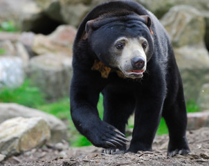 Sun Bear (Helarctos malayanus)