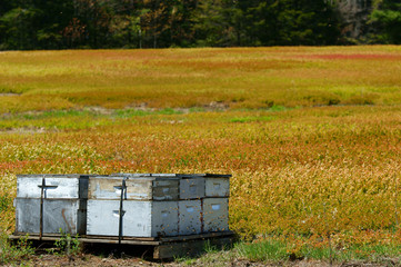 Beehives and bees in blueberry field
