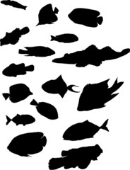 sixteen exotic fish silhouettes