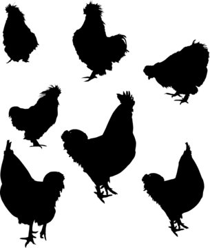 seven rooster silhouettes