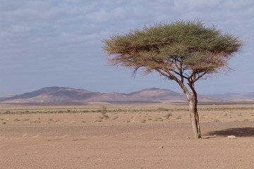 un arbre dans le désert