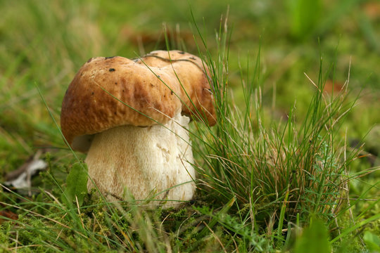 Brown mushroom in the grass